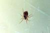 Dictyna sp.